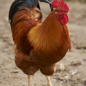 New Hampshire Rooster