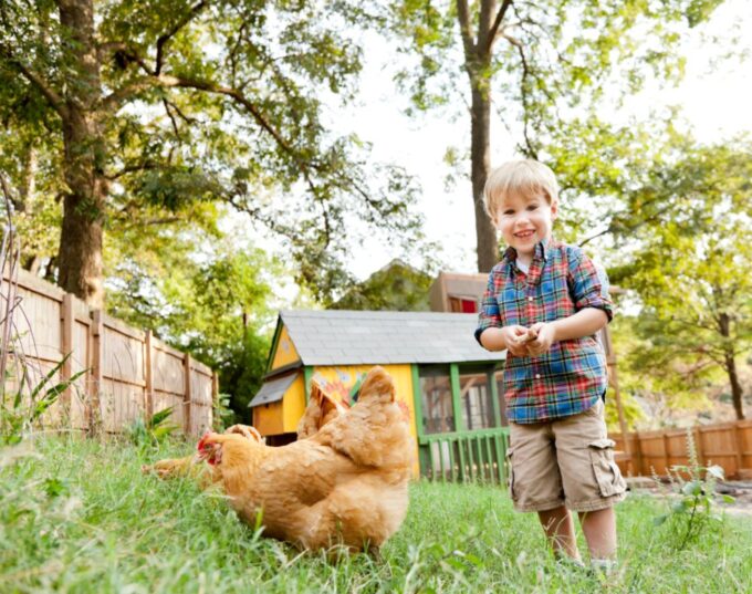 Buff Orpington chickens