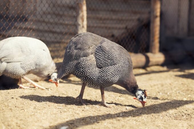 Hatchery Choice Guineas
