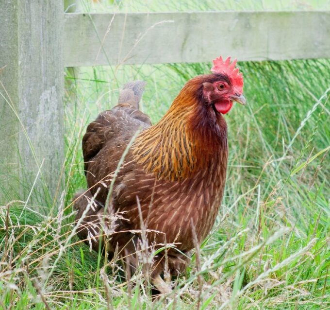 Welsummer Chicken