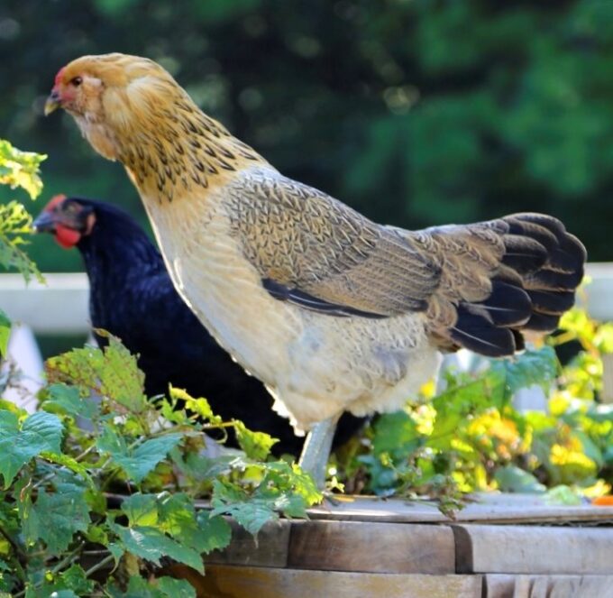 Easter Egg Chicken