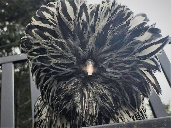 Silver Laced Polish Chicken