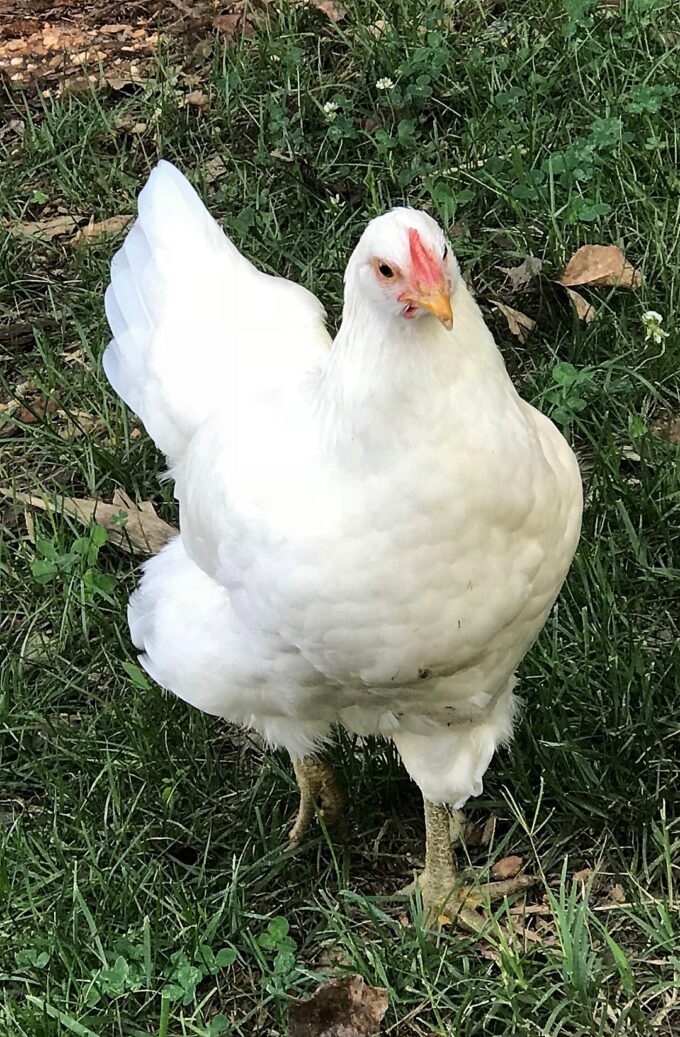 White Jersey Giant Chicken Photo By Bill Ahls