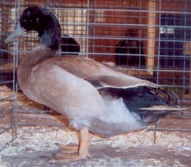 Khaki Campbell Duck Drake