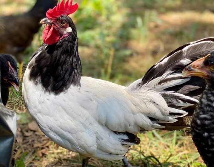 Lakenvelder Chicken