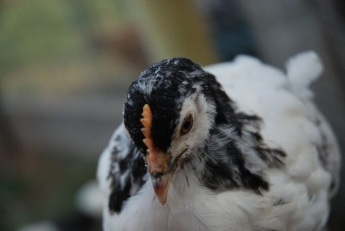 Lakenvelder Chicken