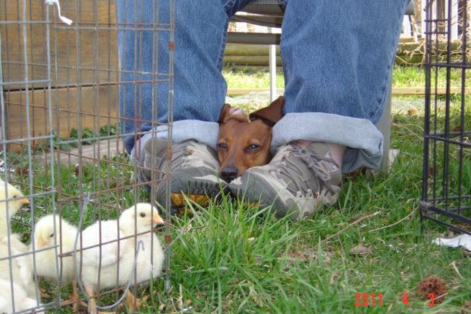 Cornish Cross Chicks
