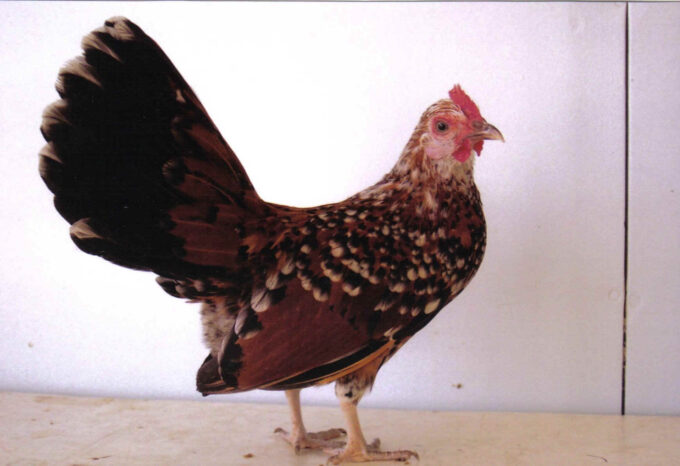 Mille Fleur Old English Game Bantam Hen