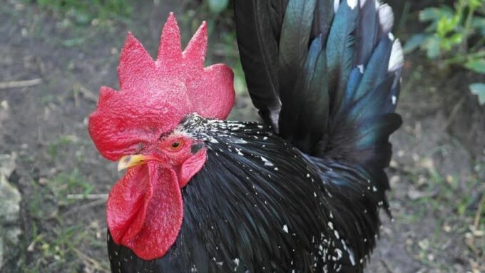 Mottled Japanese Bantam Rooster Chicken Head Shot