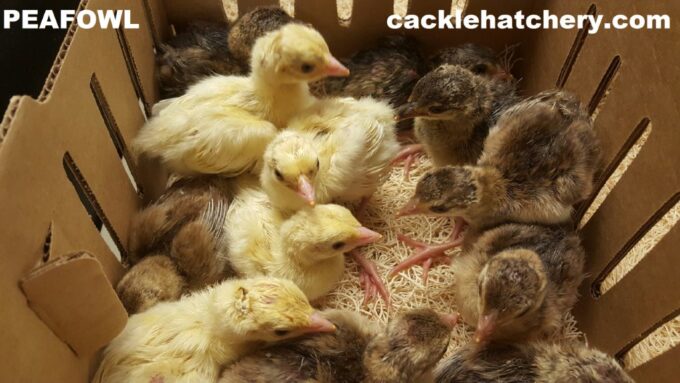 Peafowl Chicks