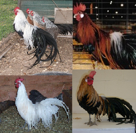 Phoenix Bantam Special-0