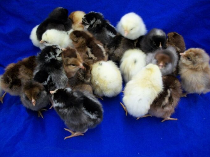 Rainbow Assortment Chicks