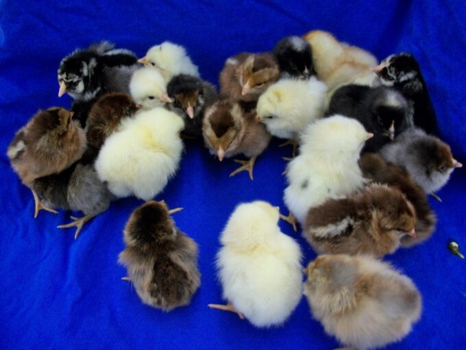 Rainbow Assortment Chicks