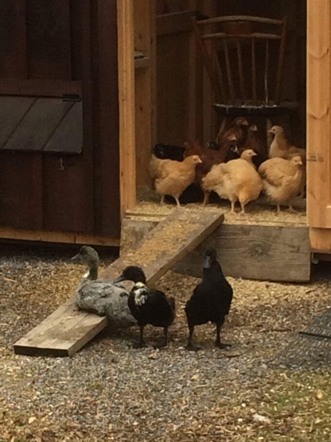 Rare Duck Surplus Photo by Timothy Wilkinson