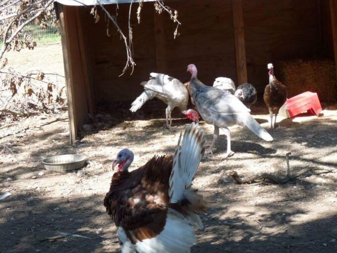 Surplus Rare Turkey Special