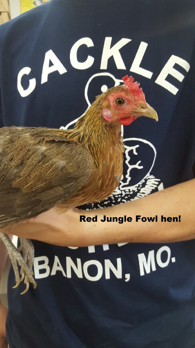 Red Jungle Fowl Chicken