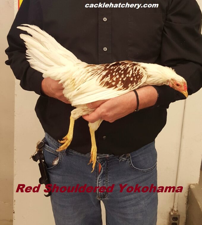 Red Shouldered Yokohama Chicken