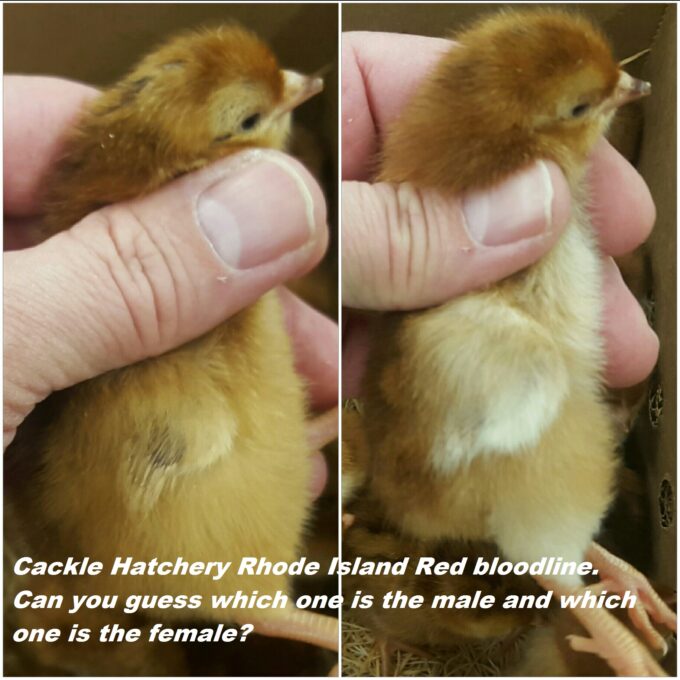 Rhode Island Red chicks