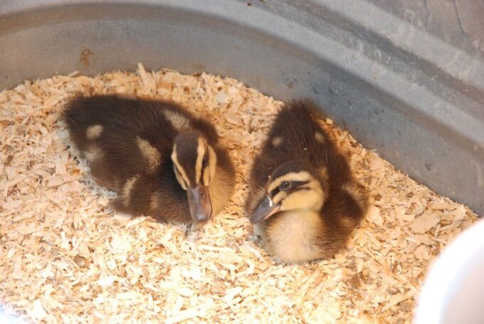 Rouen Ducks