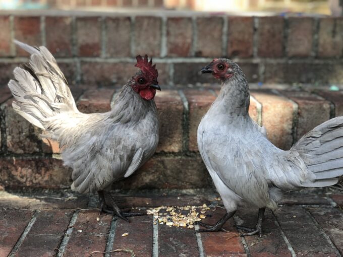 self blue OE bantams Whittany Anderson