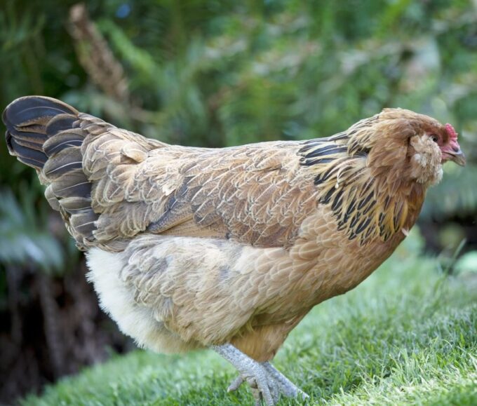 Easter Egg Chicken