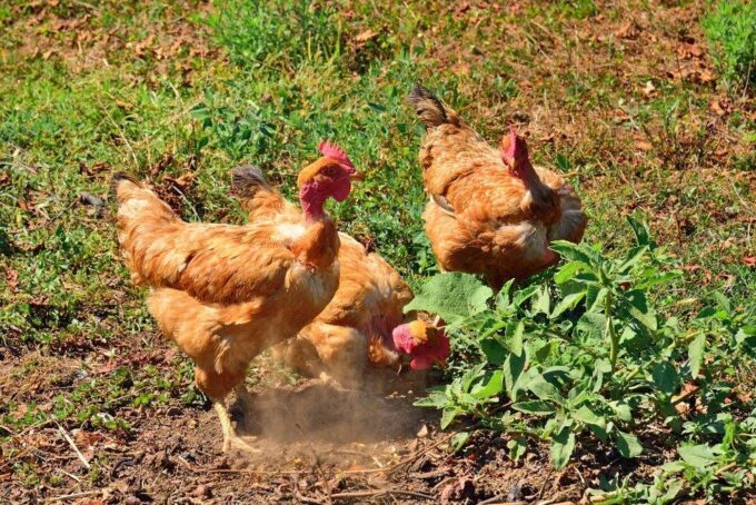 Turken "Naked Neck" Chicken