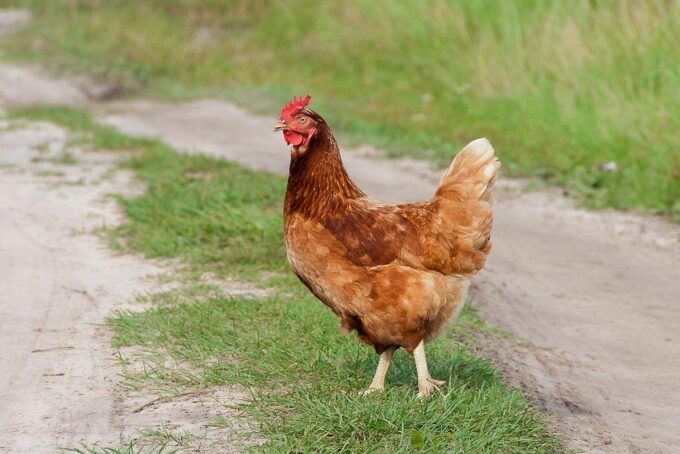 Cinnamon Queen™ Chicken