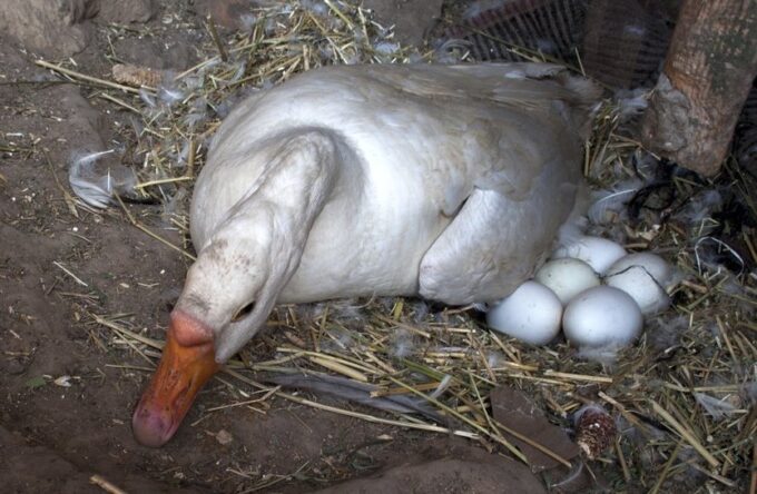 White Chinese Goose