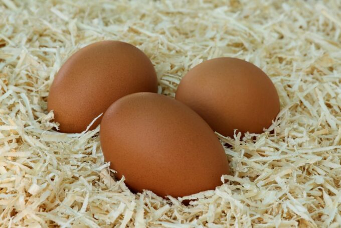 Cuckoo Marans Chicken Eggs