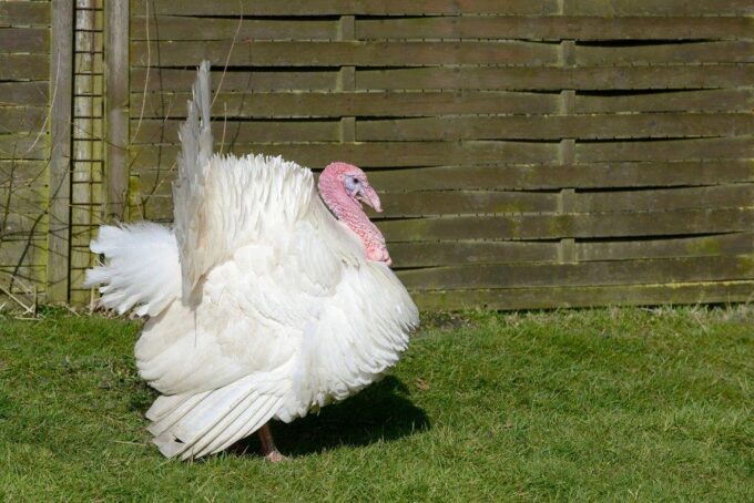 White Broad Breasted Turkeys