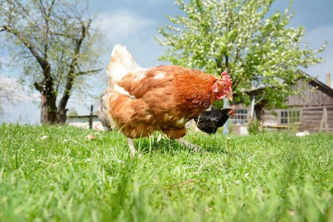 Golden Comet Chicken