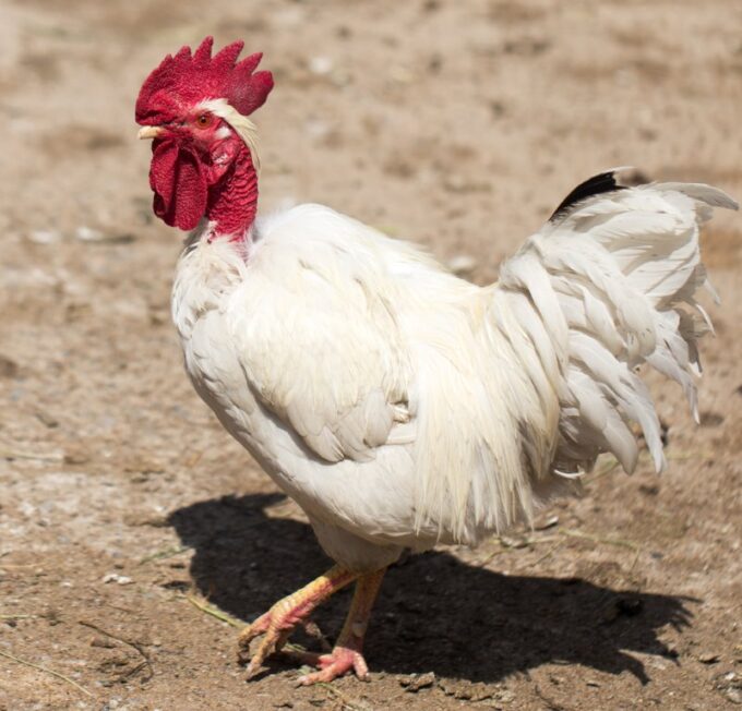 Turken "Naked Neck" Chicken