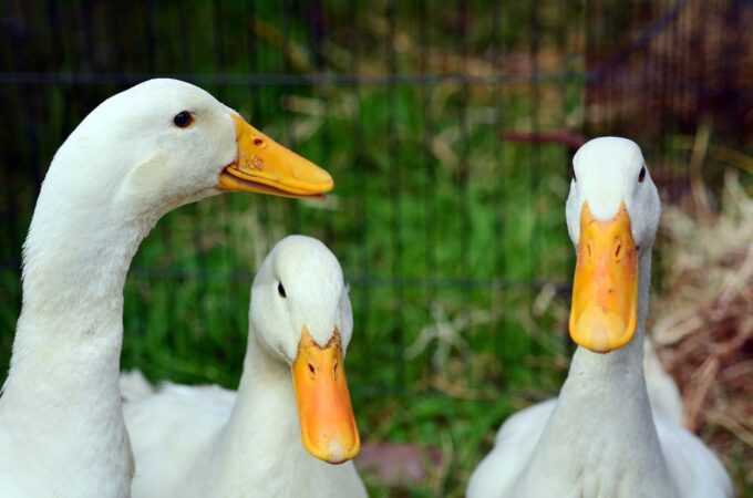 White Pekin Duck-3899