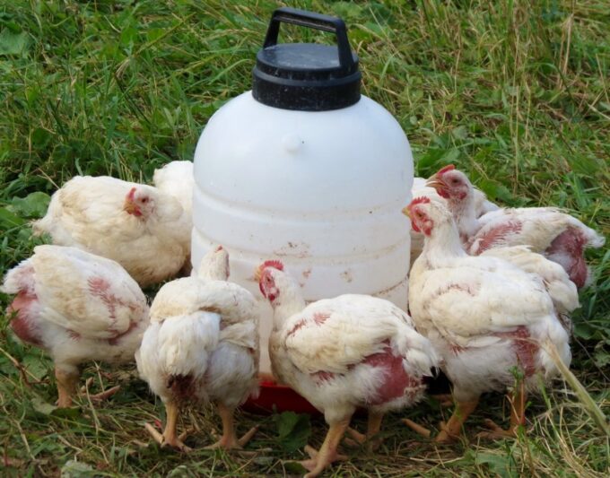 Jumbo Cornish Cross Chickens for Sale