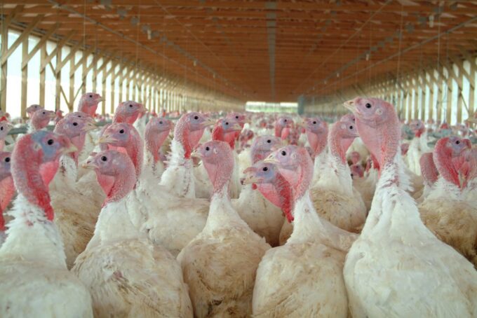 White Broad Breasted Turkeys