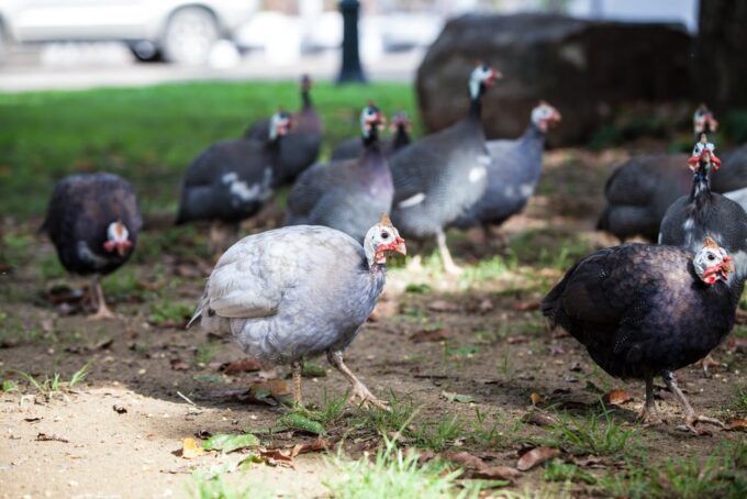 Hatchery Choice Guineas