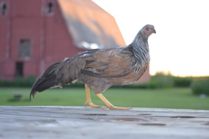 Silver Duckwing Yokohama Chicken
