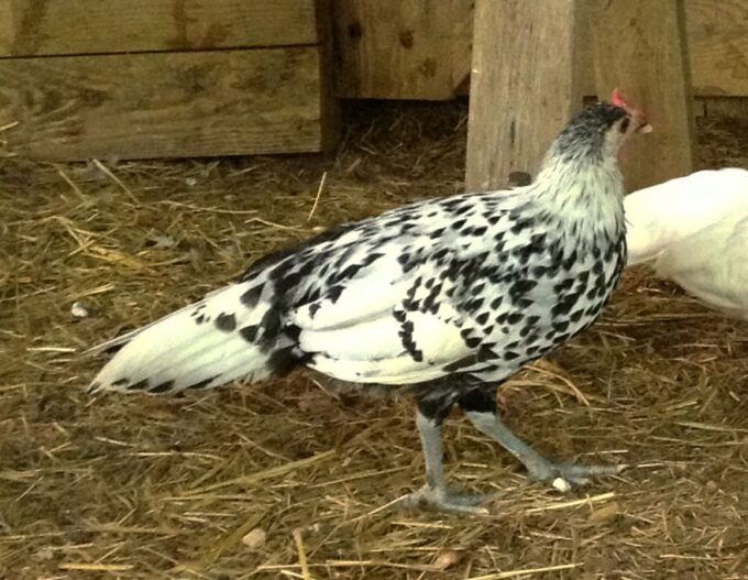Silver Spangled Hamburg Chicken