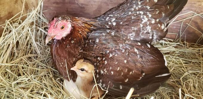 Spangled Old English Game Bantam