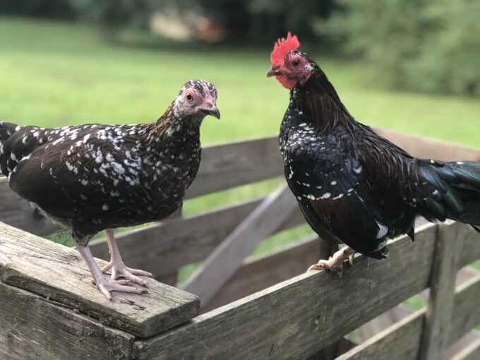 Spangled OE bantams Whittany Anderson