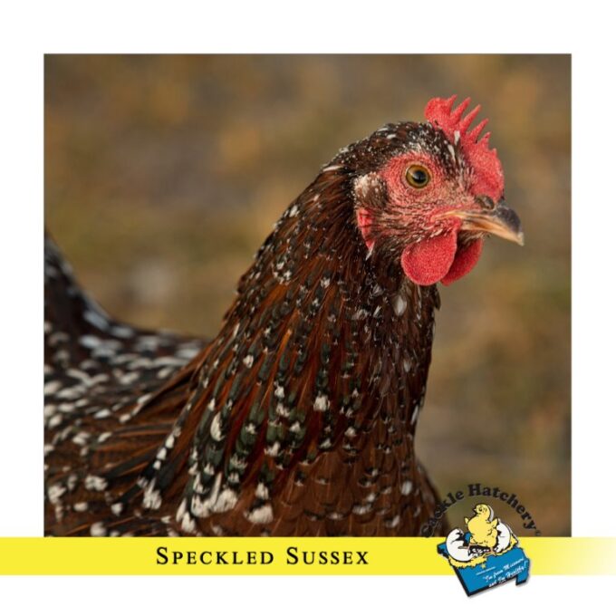 Speckled Sussex Chicken