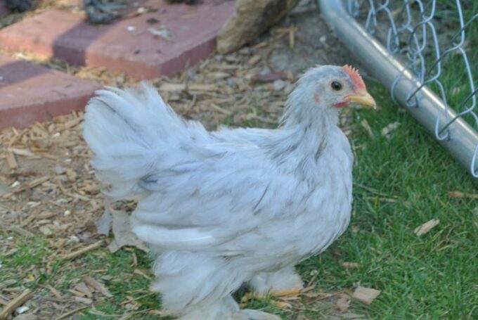 Splash Cochin Bantam