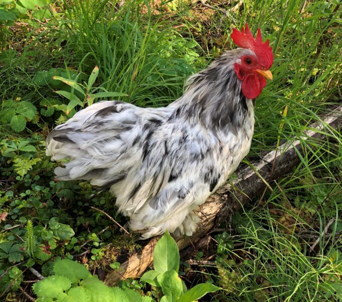 splash cochin bantam Dennis and Lisa, Jewel Meadows