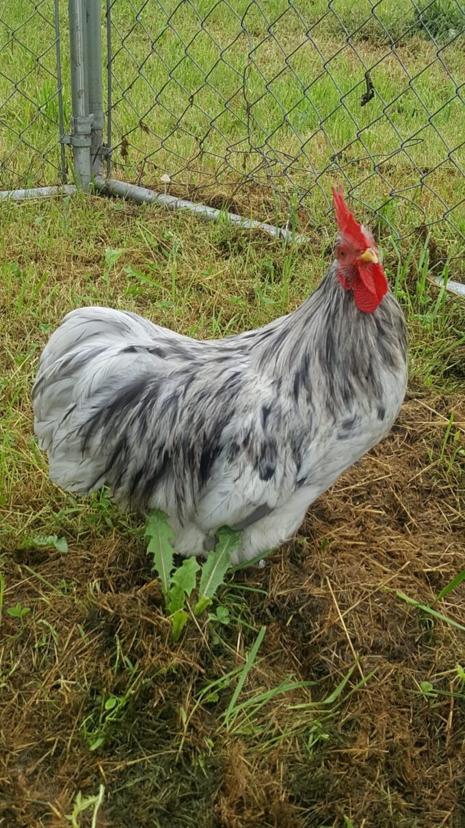 Splash Cochin bantam Emma Hinkley
