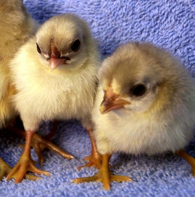 Splash OE bantam chicks