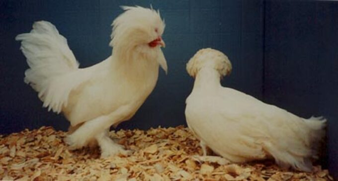 White Sultan Chickens