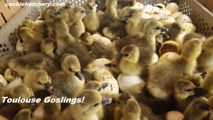 Toulouse Geese