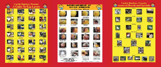 3 Pack Poster Set