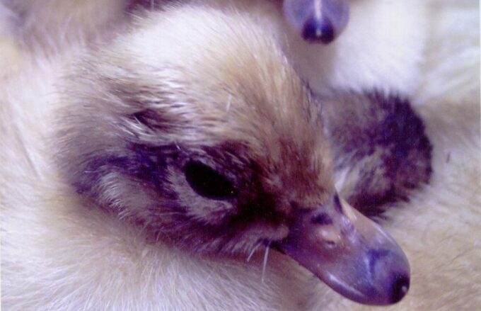 Just hatched Welsh Harlequin ducklings