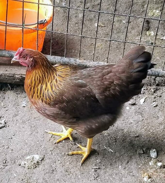 Welsummer Chicken